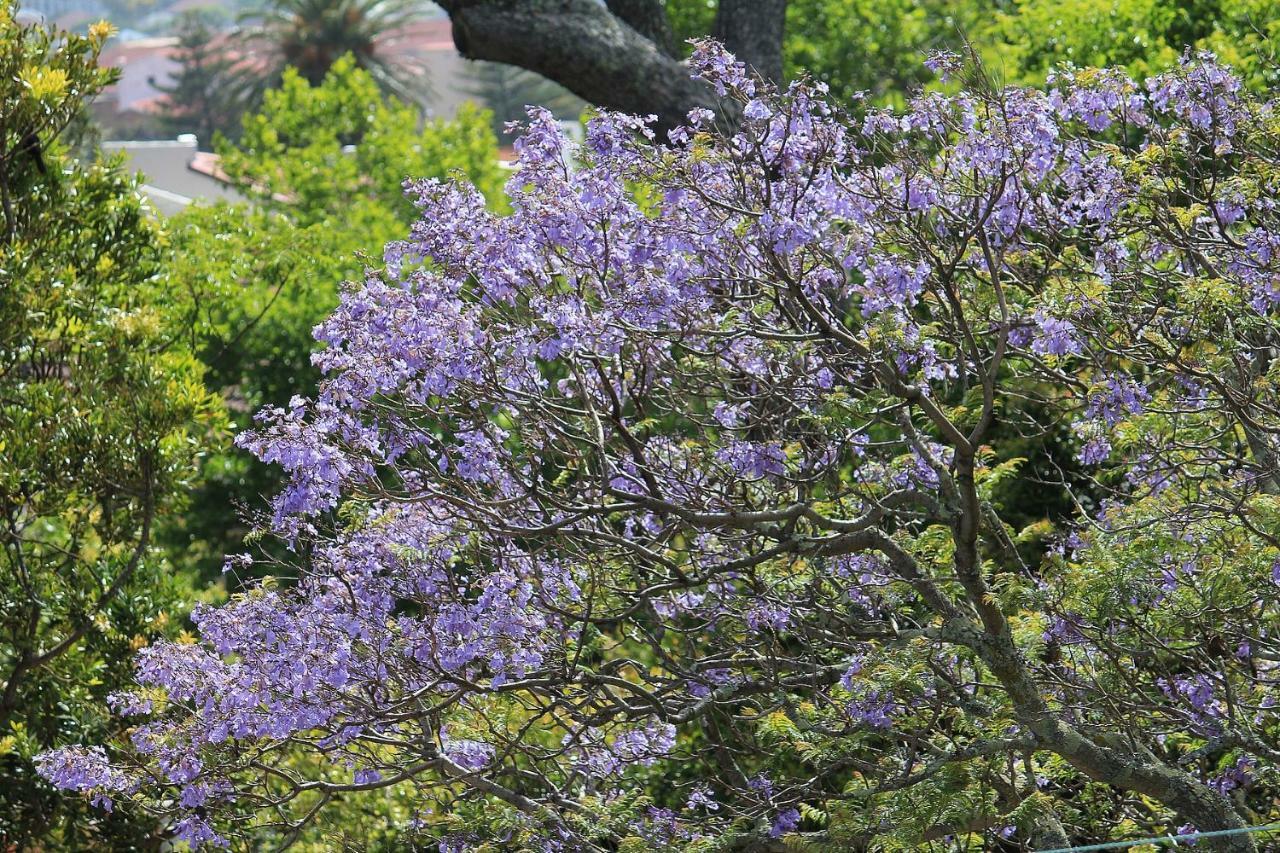 קייפטאון De Tafelberg Guesthouse מראה חיצוני תמונה